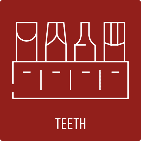 Teeth